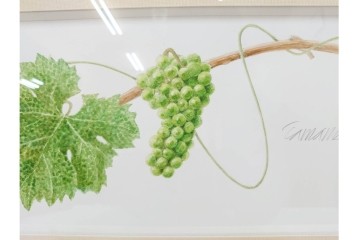 真作　直筆サイン入り　玉村豊男　「ソーヴィニヨンブラン 2013 ヴィンテージ」　みずみずしいぶどうが描かれた水彩画　外箱付き　(R-084958)