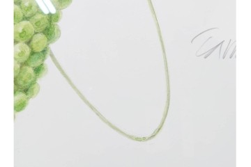 真作　直筆サイン入り　玉村豊男　「ソーヴィニヨンブラン 2013 ヴィンテージ」　みずみずしいぶどうが描かれた水彩画　外箱付き　(R-084958)