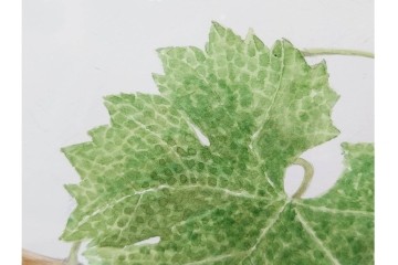 真作　直筆サイン入り　玉村豊男　「ソーヴィニヨンブラン 2013 ヴィンテージ」　みずみずしいぶどうが描かれた水彩画　外箱付き　(R-084958)