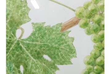 真作　直筆サイン入り　玉村豊男　「ソーヴィニヨンブラン 2013 ヴィンテージ」　みずみずしいぶどうが描かれた水彩画　外箱付き　(R-084958)