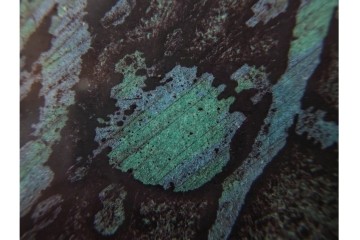 真作　1958年作　サイン入り　スタンリー・ウィリアム・ヘイター(Stanley William Hayter)　「Meduse(メデュース)」　重なり合う線描と色彩表現が印象的な銅版画　外箱付き　(R-084969)