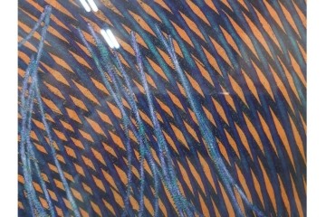 真作　サイン入り　1966年作　スタンリー・ウィリアム・ヘイター(Stanley William Hayter)　48/50　「Magnetic Field(マグネティック・フィールド)」　磁場のうねりを思わせる反復する線と色面が印象的な銅版画　外箱付き　(R-084974)