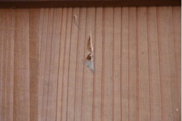 アンティーク建具　昭和初期～中期　縦格子が美しく映えるガラス帯戸2枚セット　(R-085054)