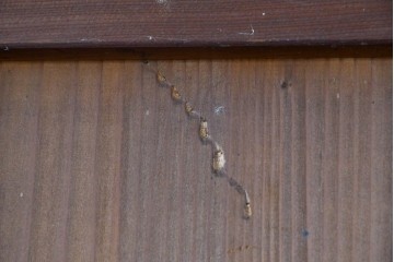 アンティーク建具　昭和初期～中期　縦格子が美しく映えるガラス帯戸2枚セット　(R-085054)