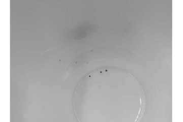 イギリス　ROYAL ALBERT(ロイヤルアルバート)　プチポワン　刺繍図案のような小花模様が可愛らしいカップ&ソーサー6客セット　(R-085311)