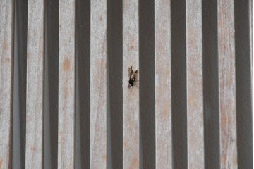 和製アンティーク　明治～大正期　格子意匠が味わい深い格子蔵戸1枚　(R-085409)