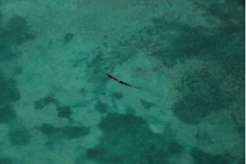 中古　美品!!　希少!!　イタリア高級家具　アルド・トゥーラ(ALDO TURA)　仔山羊革張り　独特の質感が際立つキャビネット　(R-085451)