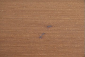 和製ヴィンテージ　希少モデル　天童木工　ペリカンシリーズ　チーク材　特徴的なV字脚が目を引くセンターテーブル　(R-085543)