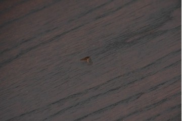 中古　ニレ材　格子意匠が特徴的な引き出し付き水屋箪笥サイドボード　(R-085861)