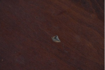 和製ヴィンテージ　希少な廃番品　柏木工(KASHIWA)　ブナ材　上品な挽物脚のラウンドダイニングテーブル　(R-085924)