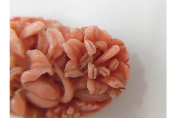 K18(18金)　繊細な百合の造形が見事な珊瑚彫刻の帯留　(R-085947)