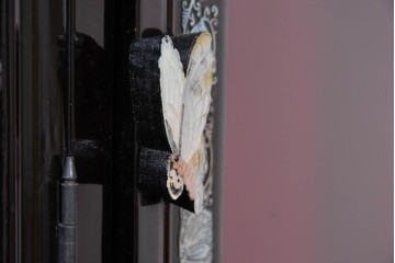 中古　韓国民芸家具　美品　高級品!!　幻想的な螺鈿細工が施された違い棚付きキャビネット　定価推定70～90万円　(R-086240)