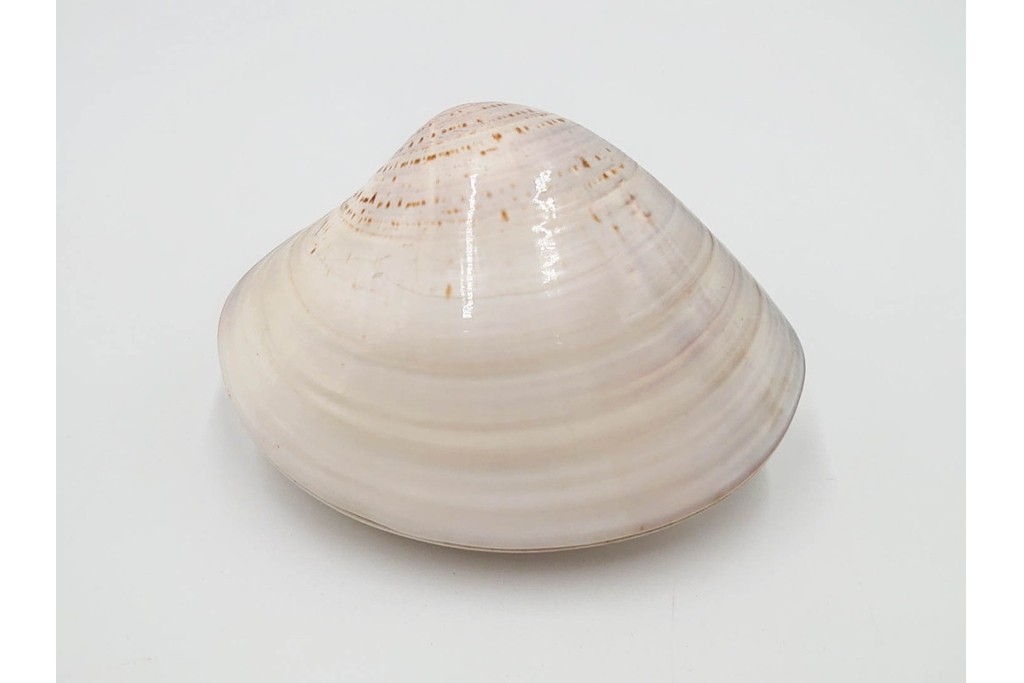 千家十職　塗師 中村宗哲　海松貝絵が美しい蒔絵の蛤香合　共箱付き　(R-086292)