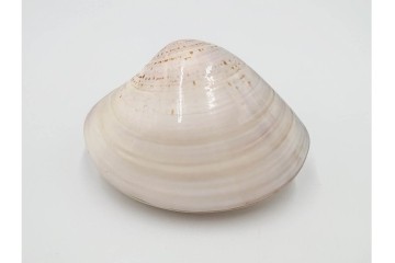 千家十職　塗師 中村宗哲　海松貝絵が美しい蒔絵の蛤香合　共箱付き　(R-086292)