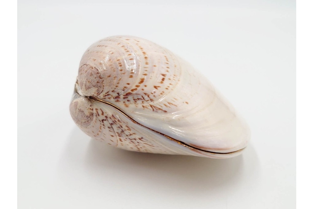 千家十職　塗師 中村宗哲　海松貝絵が美しい蒔絵の蛤香合　共箱付き　(R-086292)