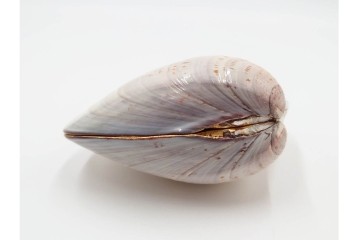 千家十職　塗師 中村宗哲　海松貝絵が美しい蒔絵の蛤香合　共箱付き　(R-086292)