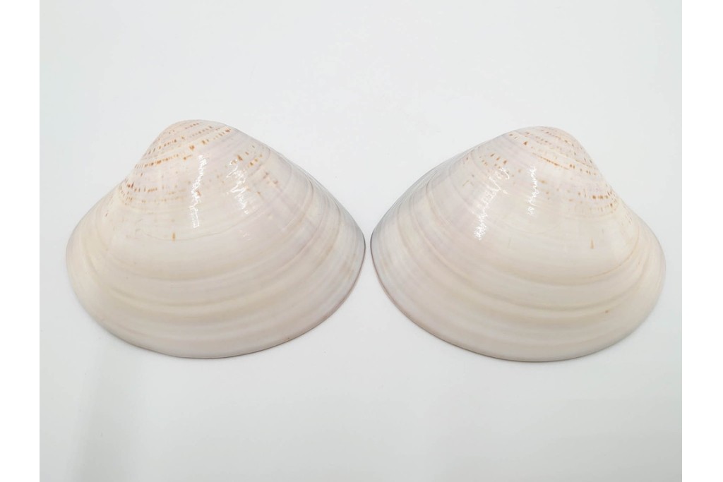 千家十職　塗師 中村宗哲　海松貝絵が美しい蒔絵の蛤香合　共箱付き　(R-086292)