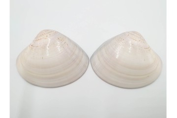 千家十職　塗師 中村宗哲　海松貝絵が美しい蒔絵の蛤香合　共箱付き　(R-086292)