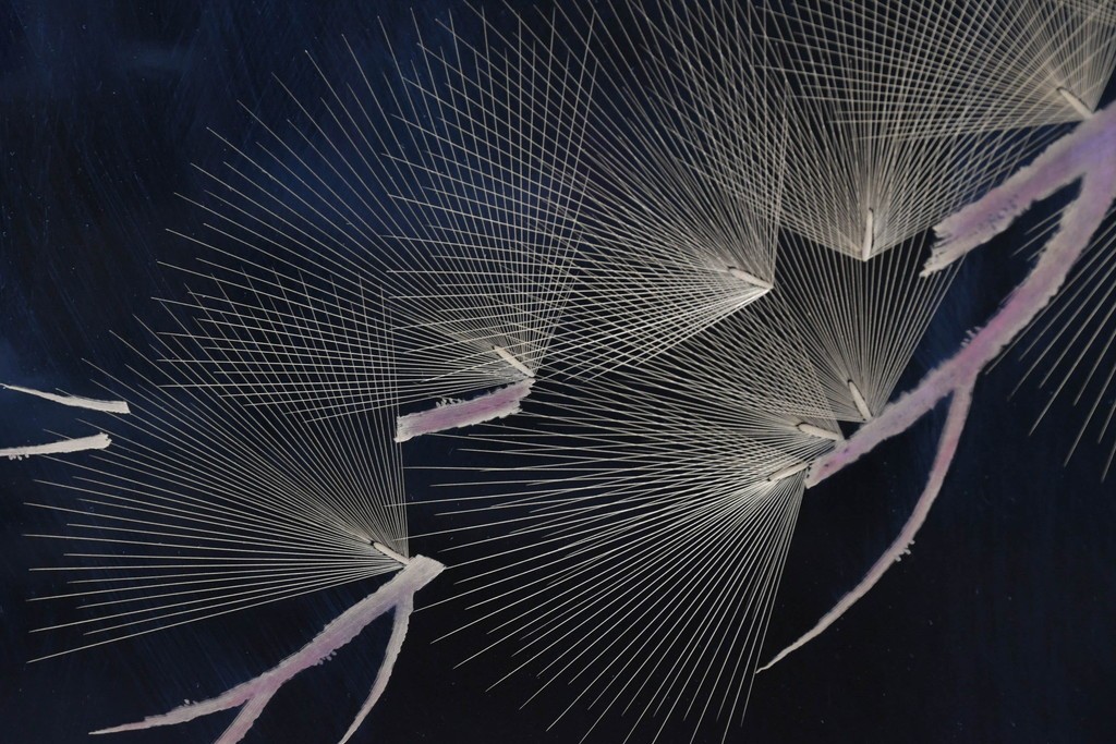 中古　在銘　輪島塗　蒔絵で鯉の滝登りを描いた衝立て　定価約150万円　(R-086435)