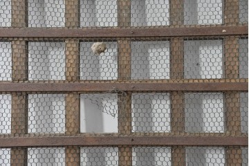 アンティーク建具　明治から大正期　総欅(ケヤキ)材　素朴な木味の金網入りきつね格子蔵戸1枚　　(R-086525)