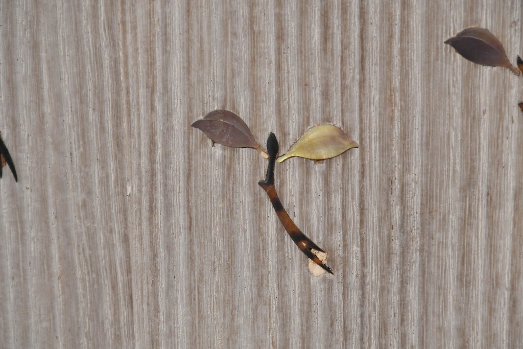 和製ヴィンテージ　総桐材　木象嵌入りの小箪笥　(R-087026)