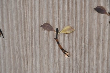 和製ヴィンテージ　総桐材　木象嵌入りの小箪笥　(R-087026)