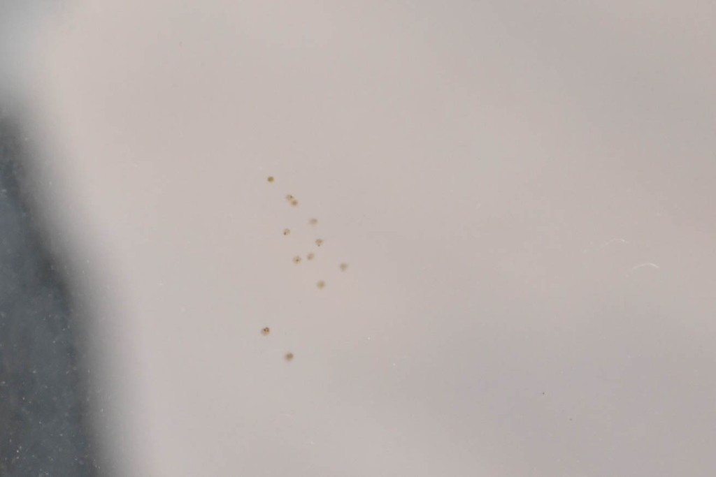 アメリカヴィンテージ　優美なシルエットのウォールミラー　(R-087130)