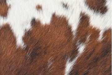 中古　リプロダクト品　Le Corbusier(ル・コルビュジエ)デザイン　LC4　本革　洗練されたフォルムのシェーズロング　(R-087260)