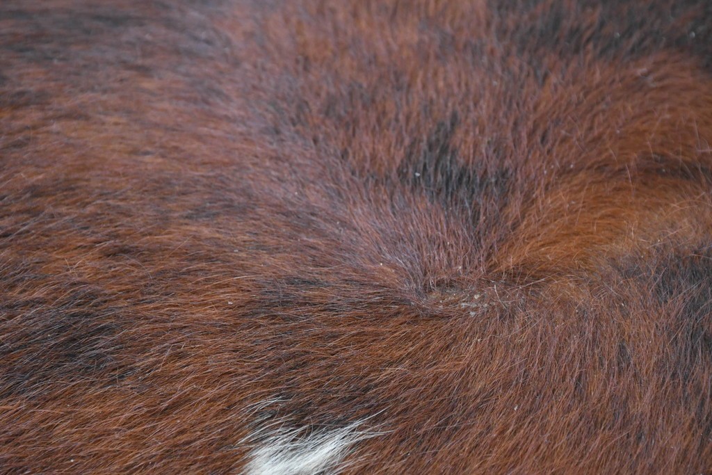 中古　リプロダクト品　Le Corbusier(ル・コルビュジエ)デザイン　LC4　本革　洗練されたフォルムのシェーズロング　(R-087260)