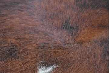 中古　リプロダクト品　Le Corbusier(ル・コルビュジエ)デザイン　LC4　本革　洗練されたフォルムのシェーズロング　(R-087260)