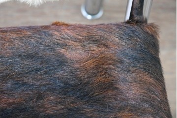 中古　Cassina(カッシーナ)　ル・コルビュジエ(Le Corbusier)　ピエール・ジャンヌレ(Pierre Jeanneret)　シャルロット・ペリアン(Charlotte Perriand)　LC1　スリングチェア　現行定価約78万円　(R-087261)