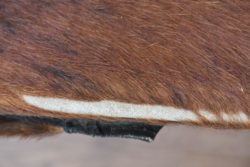 中古　Cassina(カッシーナ)　ル・コルビュジエ(Le Corbusier)　ピエール・ジャンヌレ(Pierre Jeanneret)　シャルロット・ペリアン(Charlotte Perriand)　LC1　スリングチェア　現行定価約78万円　(R-087261)