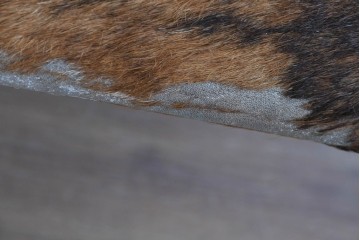 中古　Cassina(カッシーナ)　ル・コルビュジエ(Le Corbusier)　ピエール・ジャンヌレ(Pierre Jeanneret)　シャルロット・ペリアン(Charlotte Perriand)　LC1　スリングチェア　現行定価約78万円　(R-087262)