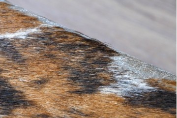 中古　Cassina(カッシーナ)　ル・コルビュジエ(Le Corbusier)　ピエール・ジャンヌレ(Pierre Jeanneret)　シャルロット・ペリアン(Charlotte Perriand)　LC1　スリングチェア　現行定価約78万円　(R-087262)