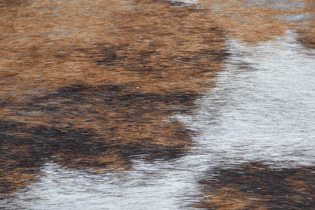 中古　Cassina(カッシーナ)　ル・コルビュジエ(Le Corbusier)　ピエール・ジャンヌレ(Pierre Jeanneret)　シャルロット・ペリアン(Charlotte Perriand)　LC1　スリングチェア　現行定価約78万円　(R-087262)