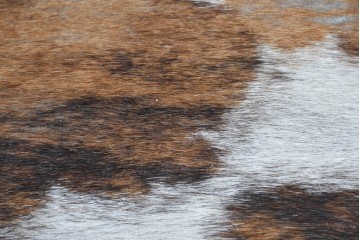 中古　Cassina(カッシーナ)　ル・コルビュジエ(Le Corbusier)　ピエール・ジャンヌレ(Pierre Jeanneret)　シャルロット・ペリアン(Charlotte Perriand)　LC1　スリングチェア　現行定価約78万円　(R-087262)