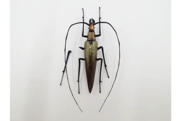 ヴェネツィア　ヴィットリオ・コスタンティーニ(Vittorio Costantini)　ガラス製　コガネムシ・カミキリムシ・カブトムシの置物3点セット　外箱付き　(R-087647)