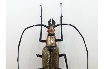 ヴェネツィア　ヴィットリオ・コスタンティーニ(Vittorio Costantini)　ガラス製　コガネムシ・カミキリムシ・カブトムシの置物3点セット　外箱付き　(R-087647)