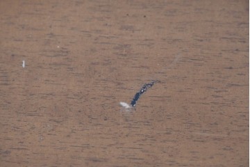 中古　カリモク家具(karimoku)　domani(ドマーニ)　Morganton(モーガントン)　希少なライトコニャック色　直線的でシンプルなデザインにゴールドの金具が映えるサイドボード　現行定価約45万円　(R-087814)