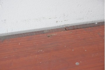 和製アンティーク　美品　希少　前面欅材　漆塗りの合わせ一間夫婦箪笥　(R-087823)