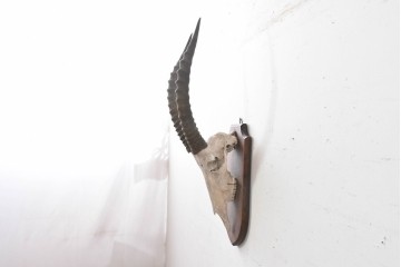 イギリスアンティーク　トムソンガゼルの角が目を引く壁掛けオブジェ　(R-088226)