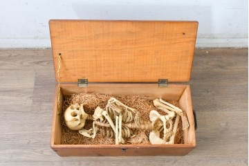 ディスプレイに存在感を添える人体模型風オブジェ　木箱付き　(R-088251)