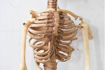 ディスプレイに存在感を添える人体模型風オブジェ　木箱付き　(R-088251)
