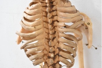 ディスプレイに存在感を添える人体模型風オブジェ　木箱付き　(R-088251)