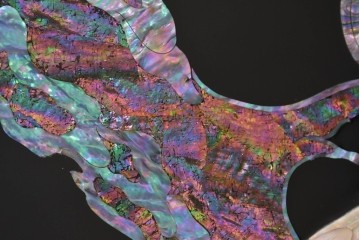 中古　超美品　もはや美術品!!　最高級工芸家具　鳳凰の螺鈿(ラデン)細工が華やかな衝立　購入価格約1000万円　(R-088731)