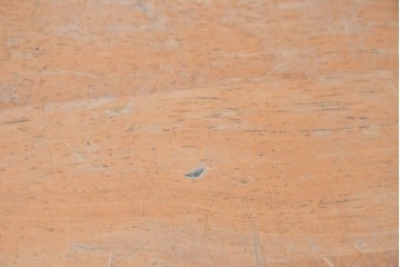 ヨーロッパヴィンテージ　ビーチ材　跳ね上げ天板のスクールデスク　(R-088810)