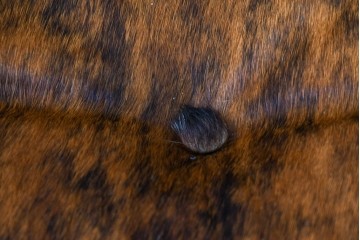 中古　美品　Poltrona Frau(ポルトローナ・フラウ)　Gio Ponti(ジオ・ポンティ)　カウスキン　Dezza(デッザ)　洗練されたデザインのアームチェア　現行定価約180万円(R-089750)