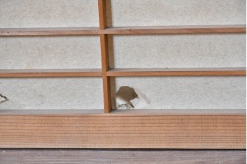 ヴィンテージ建具　昭和中期　格子が規則正しく並ぶシンプルな障子窓2枚セット　(R-090710)