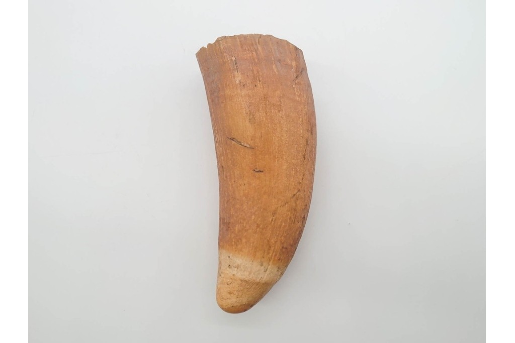 マッコウクジラ　重量約367g　緩やかな曲線を描く鯨歯　(R-090993)