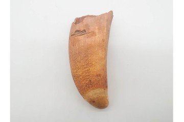 マッコウクジラ　重量約367g　緩やかな曲線を描く鯨歯　(R-090993)